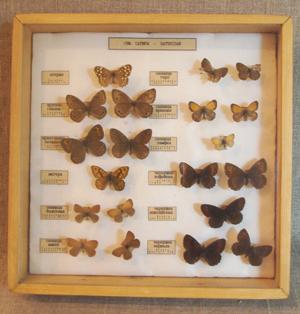   (Lepidoptera). 1995 